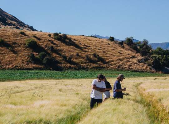 Grain Growing with Canyon Brewing