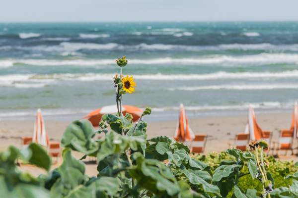 In the foreground is greenery and a sunflower, in the middle ground is beach with chairs and umbrellas, and the background is the sea.