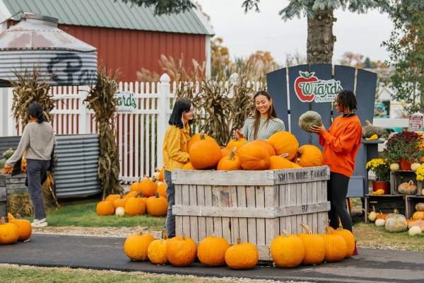 Three women looking at Pumpkins in a large crate with Wiard's Orchard sign in background