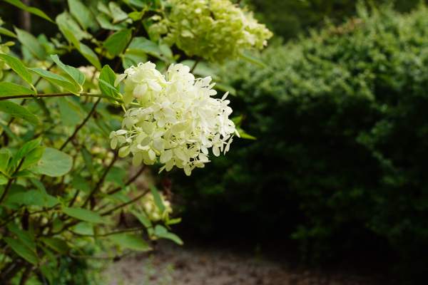 Hydrangeas bloom on a bush near the cross country trail at Veterans Park.
