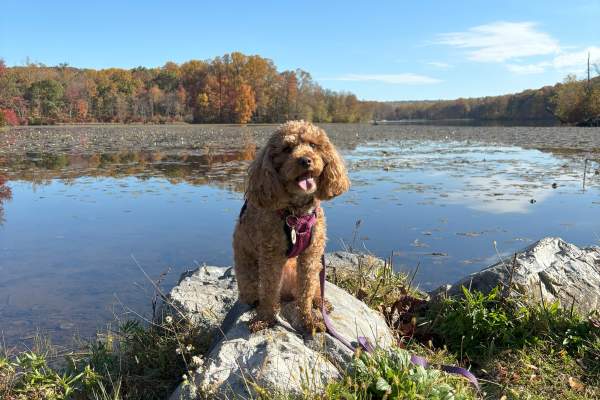 Mini poodle sitting on a rock on a pretty fall day at French Creek with water in the back
