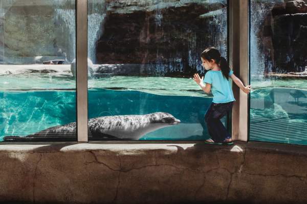 Girl at Fort Wayne Zoo with Sea Lion