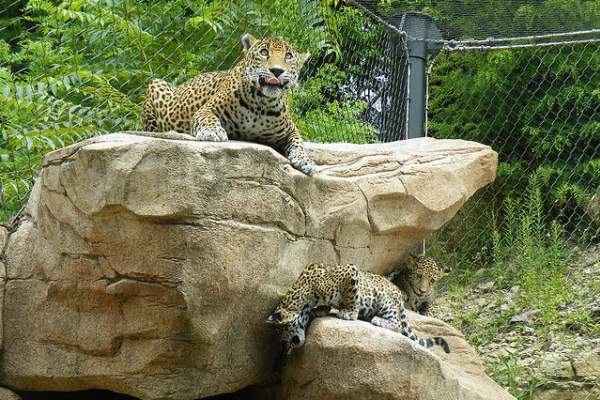 Cheetah at Akron Zoo