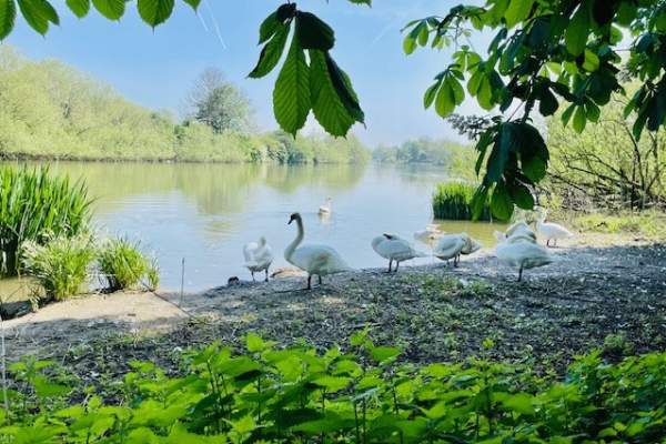 Swans on the river bank