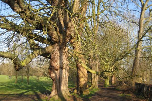 Trees in the park at Marble Hill