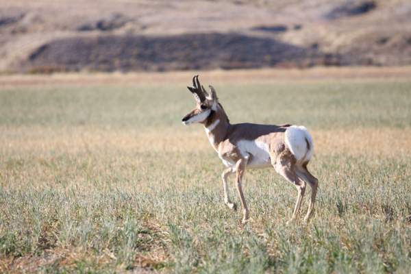 Pronghorn Antelope