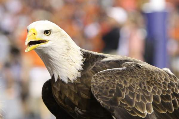 War Eagle