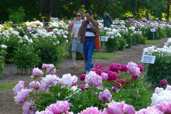 Couple walking in Peony Garden