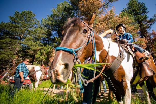 Horse-Horseback-Riding