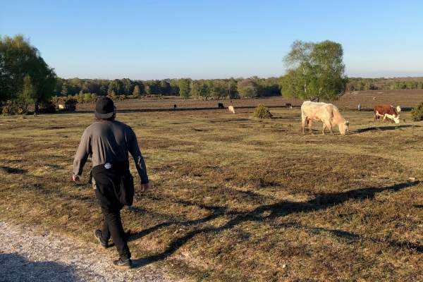 Man walking along path past free roaming cows at Bolton's Bench in Lyndhurst in the New Forest