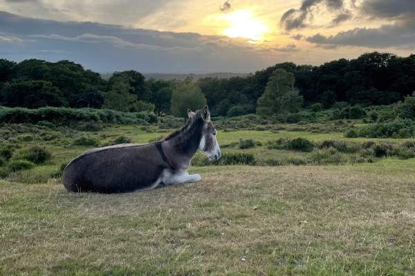 Donkey laying down in front of sunset at High Corner Car Park