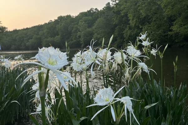 The Cahaba Lily is a rare flower that only blooms in early summer in Alabama. These lilies bloom at Cahaba River Park in Shelby County.