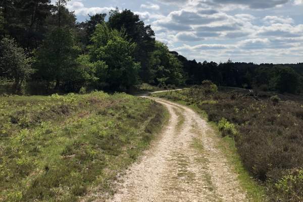 Pathway at Andrews Mare near Stoney Cross in the New Forest