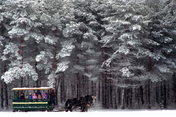 Horses Pull Green Carriage Through Winter's Snow Covered Trees