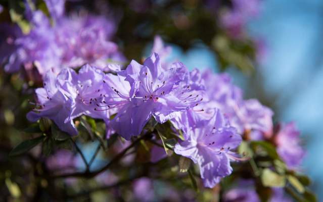 Rhododendrons at Hendricks Park | Eugene, Cascades & Oregon Coast