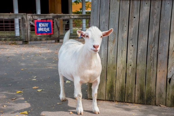 Milwaukee Zoo’s Goats Look Ready to Drop the Hottest Albums of 2025