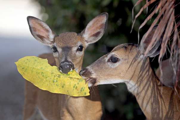 Key deer, the stars of Big Pine Key, wander through the Big Pine Key Fishing Lodge and Campground. A subspecies of the white-tailed deer, the males weigh about 80 pounds and the does about 65.