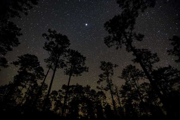Night sky in Apalachicola State Forest