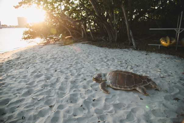 After laying its eggs, a sea turtle navigates the sand to return to the ocean.
