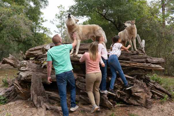 Seacrest Wolf Preserve, wolves atop logs with family