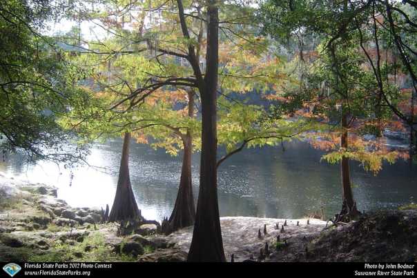 Suwannee-River_contest_John-Bodnar-Jr_Cypress-trees-on-the-river.jpg