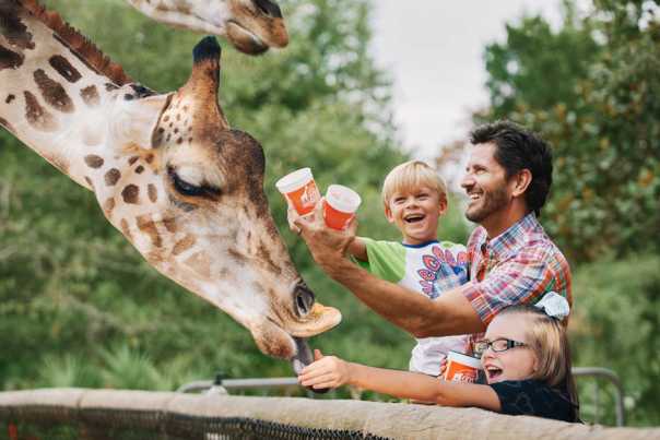 Gulf Breeze Zoo, family feeding giraffes