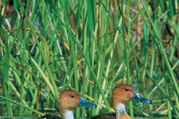 ducks