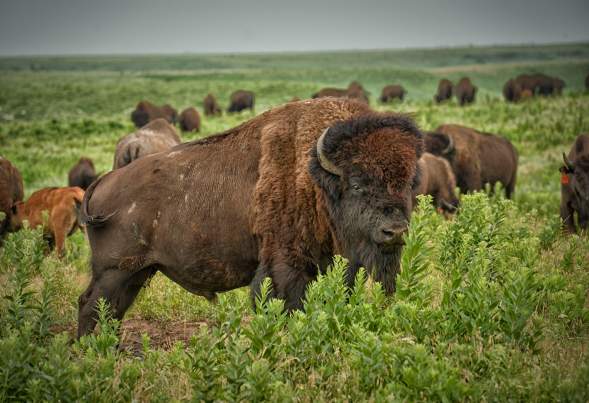 konza-prairie-bison