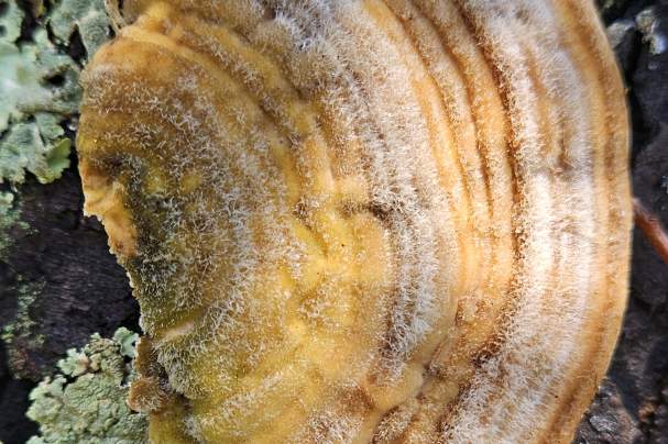 Turkey Tail Mushroom