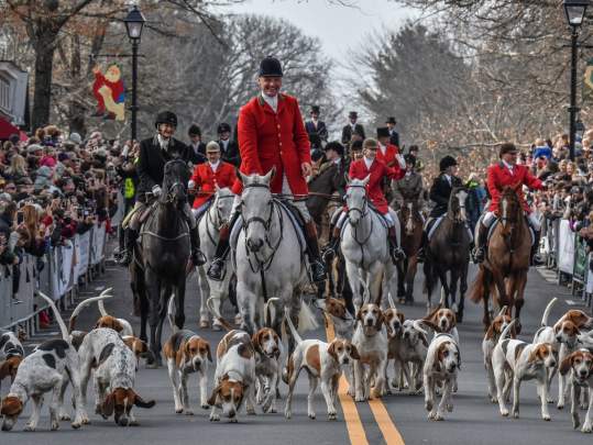 The Middleburg Hunt's hounds and horses lead the way down the town's streets for the Christmas in Middleburg celebration