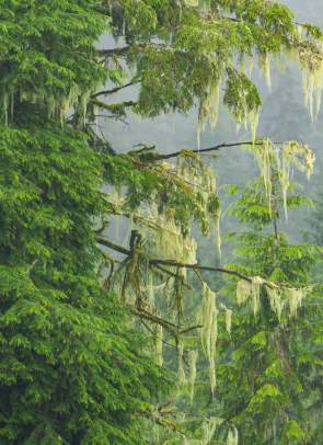 Old Man's Beard 2025