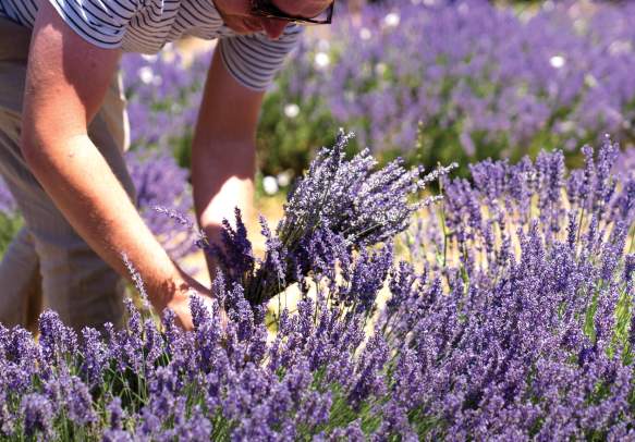 Growing Miracles Lavender Farm