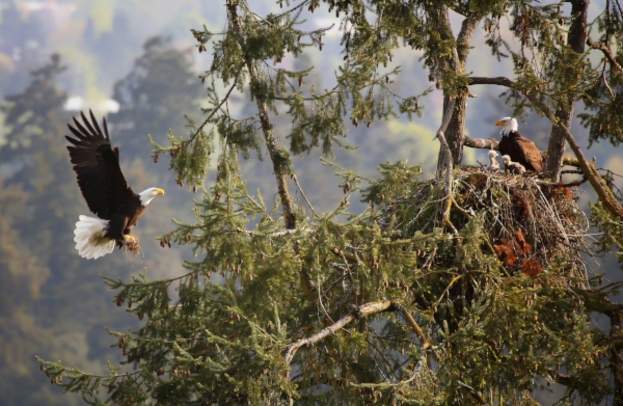 Bald Eagle Nesting by Kohlhase Creative Arts - David K. Hill