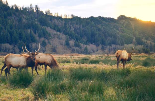 Elk in a grassy valley