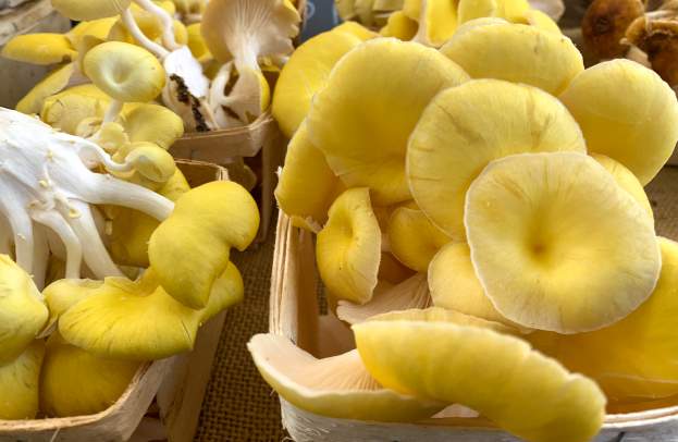 Oregon Mushroom Foraging