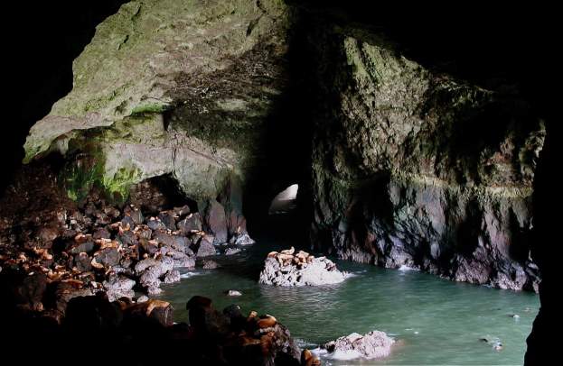 A dark marine cave has high ceilings and is full of rocks covered with lounging sea lions. Ocean water is inside the cave.