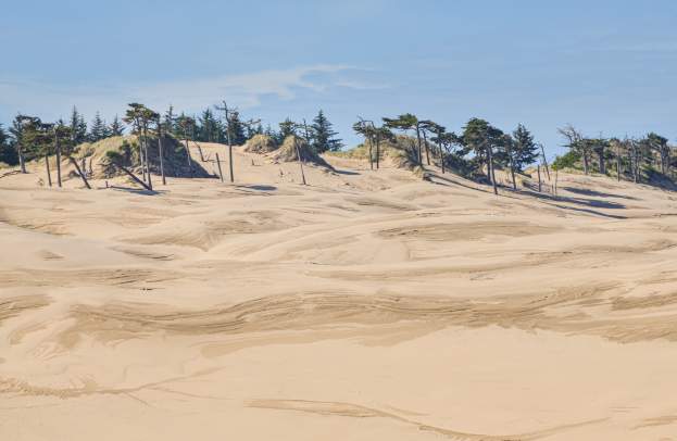 Wind swept sand dunes with trees at the top of the ridge.