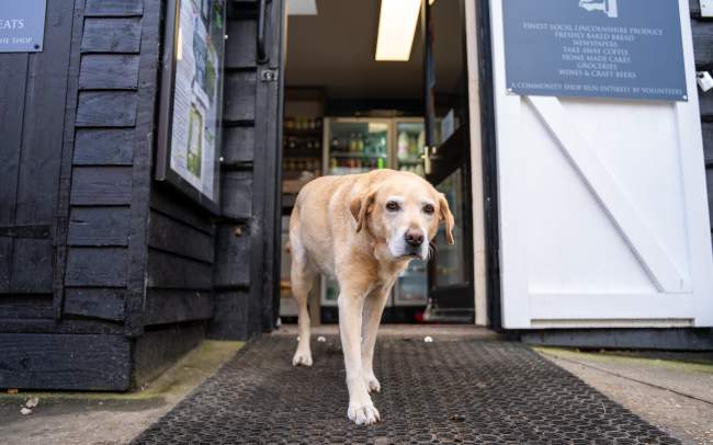 a dog walking out of a doorway towards the camera
