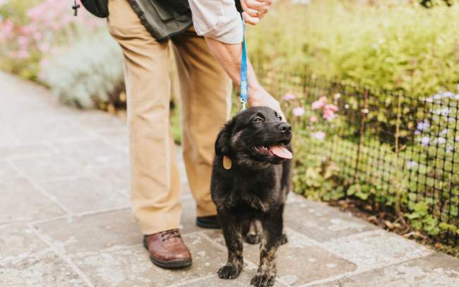A dog on a lead stood next to a man with gardens in background