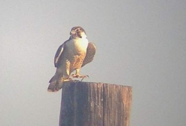 Peregrine Falcon