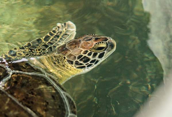A sea turtle in light green water looks back at the camera