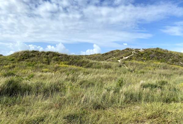 Green grasses grow on dunes below a blue sky