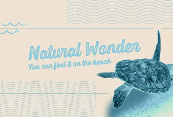 Tan and light blue tinted banner with a turtle on it. Text reads "Natural Wonder. You can find it on the beach."