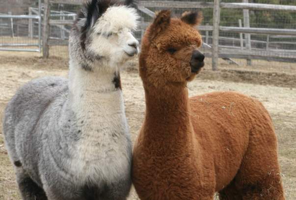 Alpaca Brothers