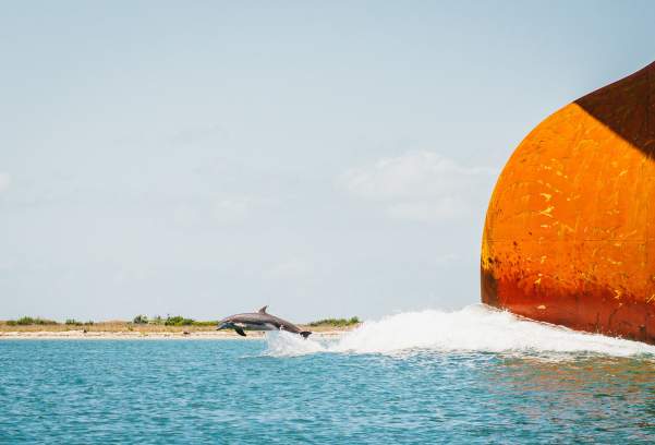 Dolphin Watching in Port Aransas
