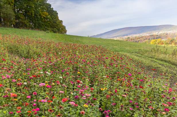 Field at Northhill Orchard
