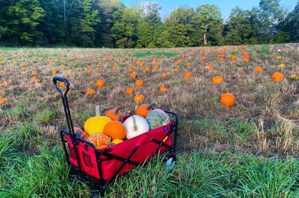 Fall Pumpkin Patch