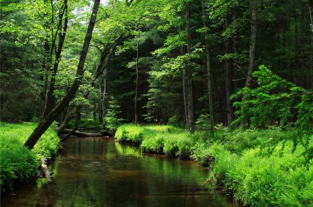 Woods Stream Ferns