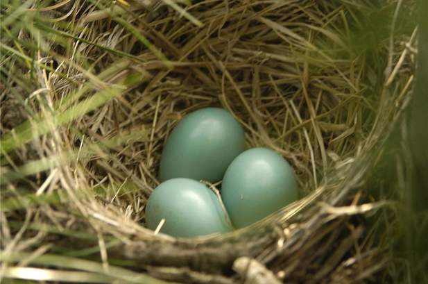 bird nest with eggs