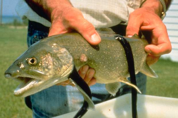 Live Sea Lamprey